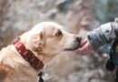 Jak bezpečně zacházet s cizími zvířaty: tipy a rady pro chování