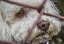 Jak zachránit opuštěné zvíře: Návod a tipy pro péči o opuštěná a zraněná zvířata