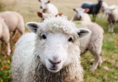 Jak se správně starat o ovce: péče, výživa a zdraví